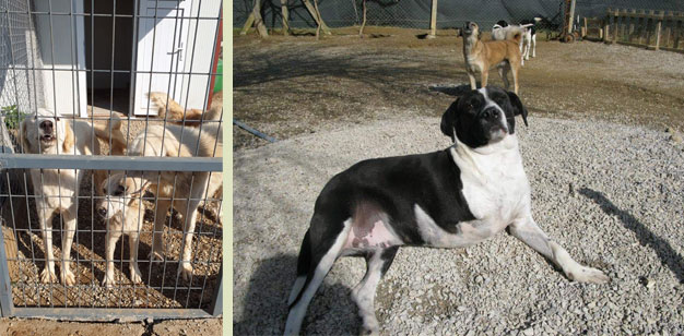 Hunde-Izmir1.jpg