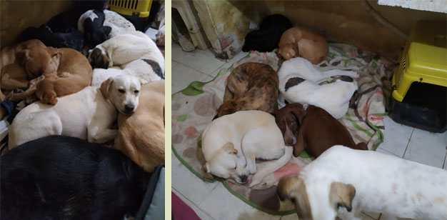 Hunde-Izmir2.jpg