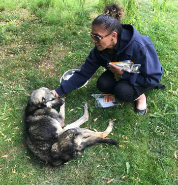 notfaelle/verletzter-Hund1.jpg